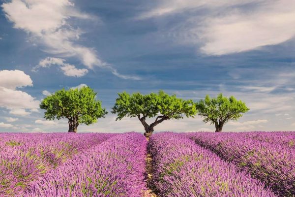 provence